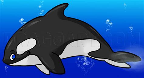 How To Draw A Cartoon Killer Whale By Dawn