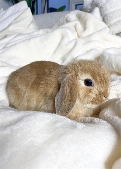 Holland Mini Lop Rabbits For Sale Los Angeles Ca 330395
