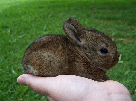 The Daily Cute Easterbunnies Cute Bunny Pictures Cutest Bunny