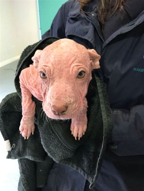 Bald Puppies On The Road To Recovery After Being Dumped Jersey