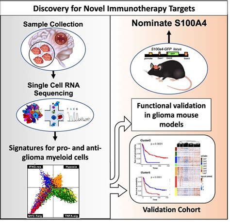 Single Cell Rna Sequencing Identifies An Immunotherapy Target To Combat