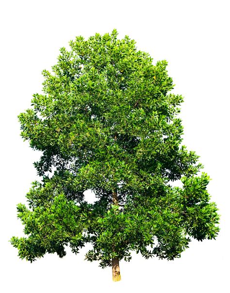 Tree Isolated On White Background High Quality Nature Stock Photos