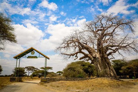 Tanzania Exploring Magical Tarangire National Park
