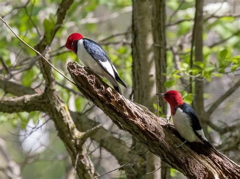 Female Red Headed Woodpeckers Identification Male Vs Birdfact