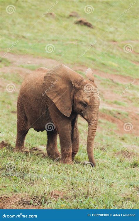 African Elephant Baby Stock Photo Image Of Herbivore 195298308