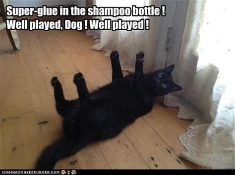 Dump A Day The Best Of Well Played 24 Pics Silly Cats Funny Cats
