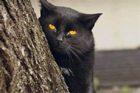 هل القطة السوداء شيطان