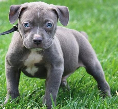 Pit bully pups for sale in texas. American Bully Puppies For Sale | Fort Worth, TX #71400