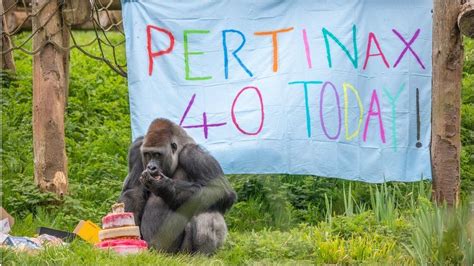 Paignton Zoo Endangered Gorilla Is Oldest In Uk Bbc News