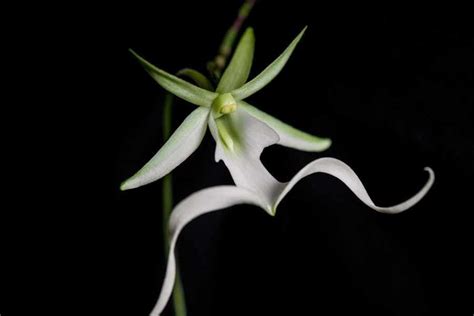 Ghost Orchid Information And Facts