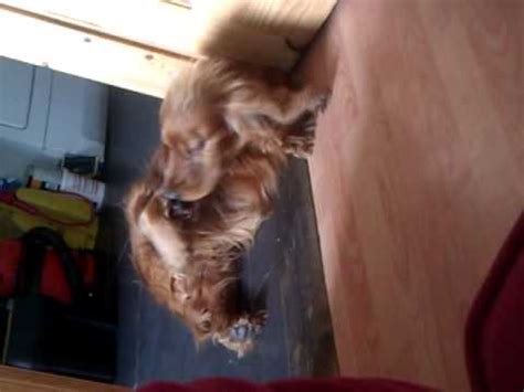 Using a magnifying glass to get a splinter out is a great idea. My dog trying to get a splinter out of his foot - YouTube
