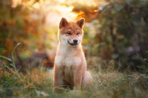The 4 Best Shiba Inu Breeders In The Entire Us