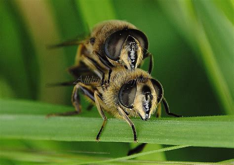 Mating Honey Bees Macro Insects By Steve Parsons Redbubble