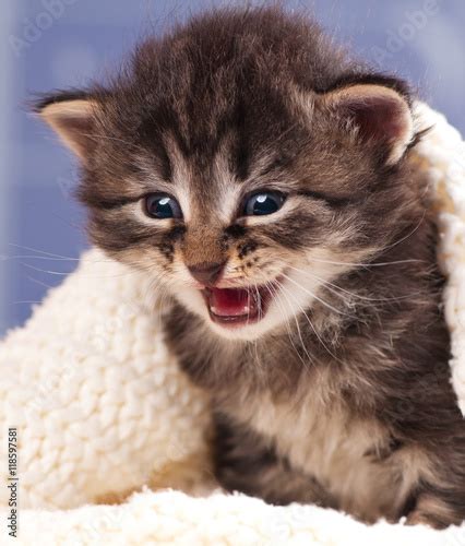 Crying Cute Kitten Imagens E Fotos De Stock Royalty Free No Fotolia