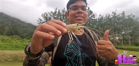 Look through examples of udang galah translation in sentences, listen to pronunciation and learn grammar. Menjala Udang Galah Di Kolam Udang Air Gunung Lata Buluh ...