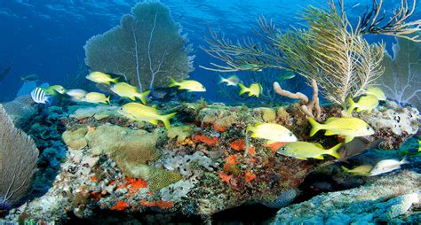 Protecting Florida Keys Coral Reefs By Banning Oxybenzone