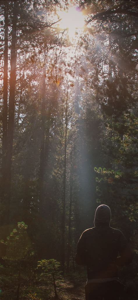 Download Forest Sunlight Wallpaper Iphone
