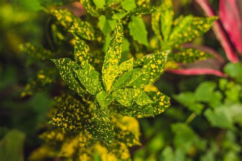 Premium Photo Croton Plants With Colorful Leaves Tropical Plants