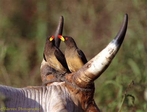 Red Billed Oxpeckers Photo Wp02209