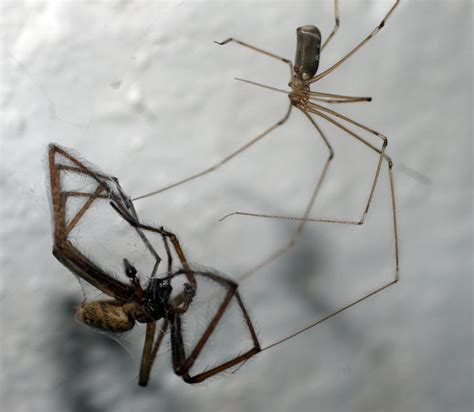 A Pholcus Phalangioides With A Large House Spider Tegenaria Sp In