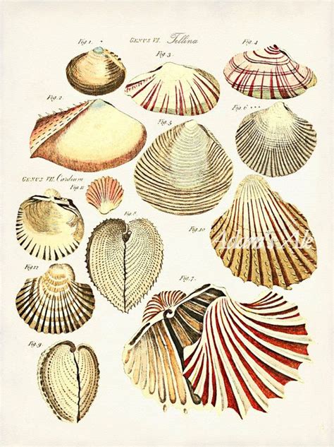 Maybe you would like to learn more about one of these? 35 best Things You Might Find On The Beach images on ...
