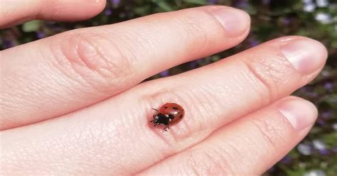 What does it mean when a ladybug lands on you?