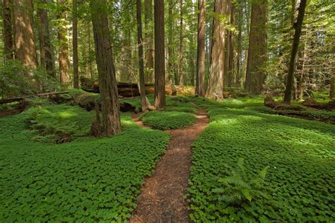 Forest Path In Northern California Pics