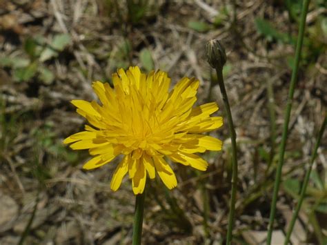 If you mean hypochaeris radicata aka 'cat's ear or false dandelion' then yes, you can use it in the same manner as taraxacum officinale aka 'commom dandelion.' i'm not sure on the scientific names. Cat's ear | Identify that Plant