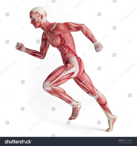 3d Muscular System Of Running Man Stock Photo 179706365 Shutterstock