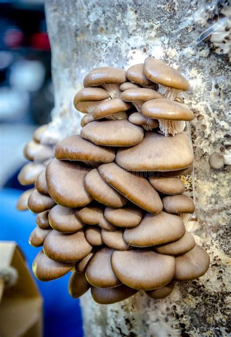 Stack Of Mushrooms Growing On A Tree Trunk Stock Photo Image Of Fall