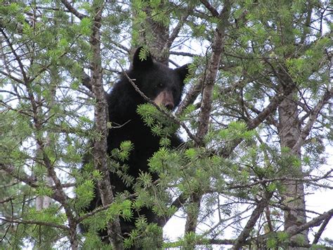 Revelstoke Bear Aware Spring Has Sprung And So Have The Bears