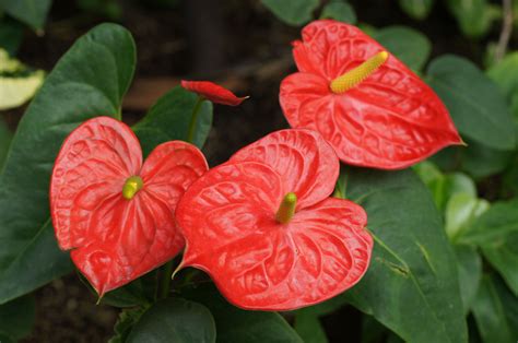 Red Anthurium Stems Heart Shaped Flowers From Hawaii