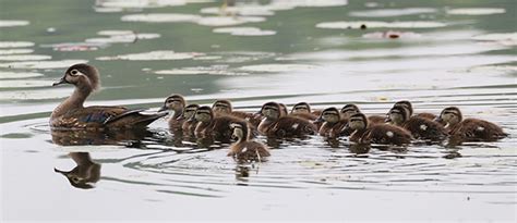 Living On Earth Birdnote Just Whose Ducklings Are Those