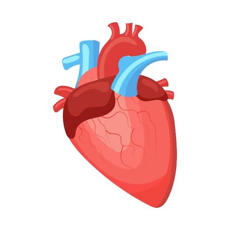 Premium Vector Heart Internal Human Organs Anatomy Of Human