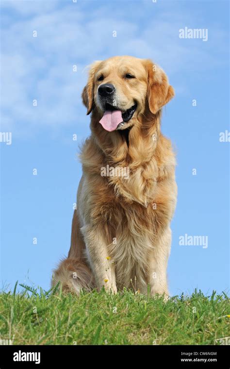 Golden Retriever Canis Lupus F Familiaris Male 35 Years Old
