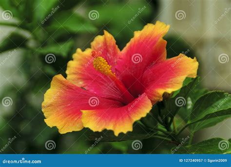 Nice Red Flower In The Garden Stock Image Image Of Leaf Spring