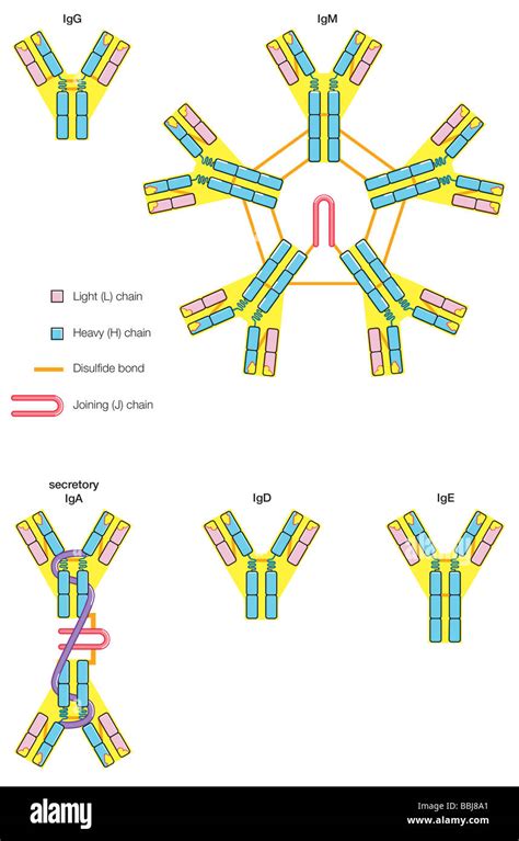 Las Cinco Clases Principales De Anticuerpos Inmunoglobulinas Igg