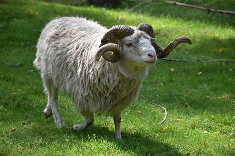 Ram Vs Sheep The Key Differences With Pictures Pet Keen