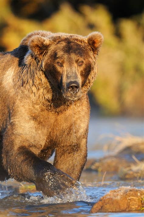 Large Adult Male Brown Bear Expeditions Alaska