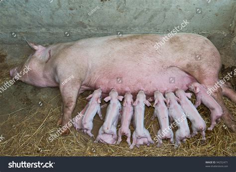 Momma Pig Feeding Baby Pigs Stock Photo 94252471 Shutterstock