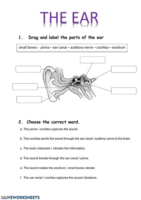 Parts Of The Ear Diagram Worksheet