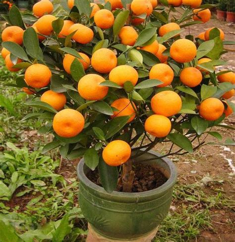 40 Mandarin Orange Tree Seeds Citrus Reticulata Blanco Ornamental