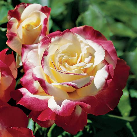 Double Delight Hybrid Tea Rose Hybrid Tea Roses Tea Roses Rose