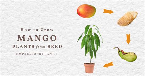 Life Cycle Mango Seed Growing Stages Pixmob