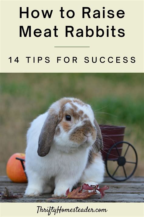 How To Raise Meat Rabbits 14 Tips For Success