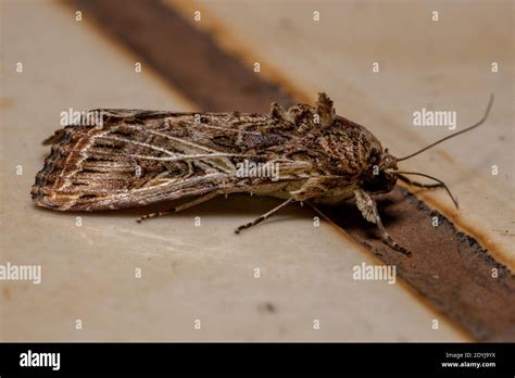 Adult Armyworm Moth Of The Genus Spodoptera Stock Photo Alamy