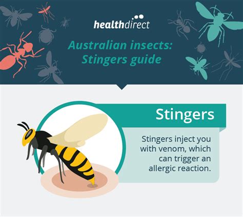 Insect Bites And Stings Healthdirect
