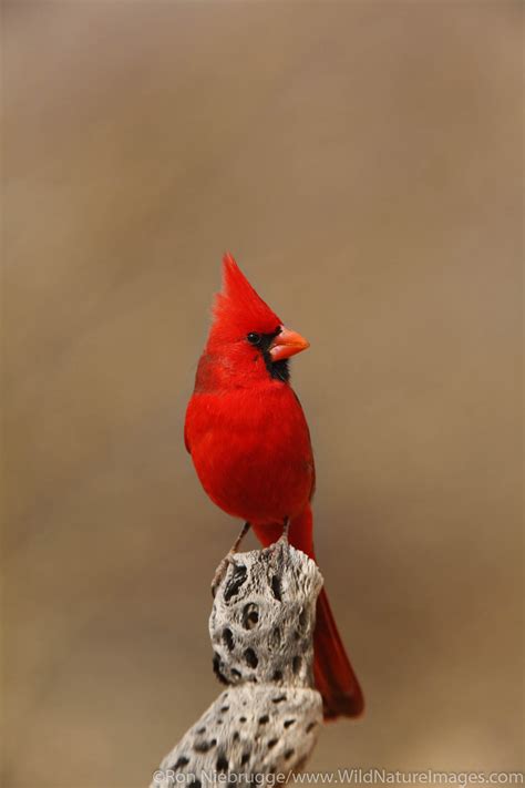Northern Cardinal Photos By Ron Niebrugge
