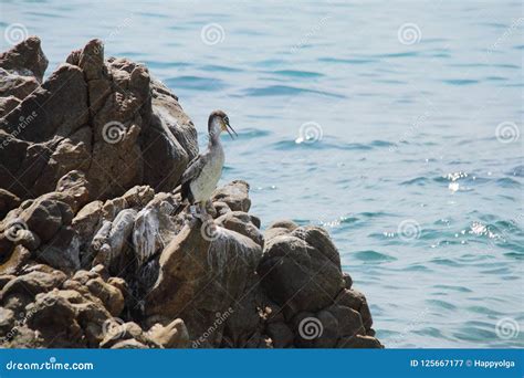 Sea Birds Is Sitting On Rocks Stock Image Image Of Birds Plumage