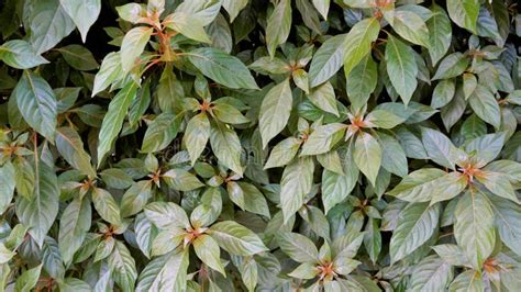 Fresh Lush Leaves Of Hamelia Patens Also Known As Fire Bush Redhead